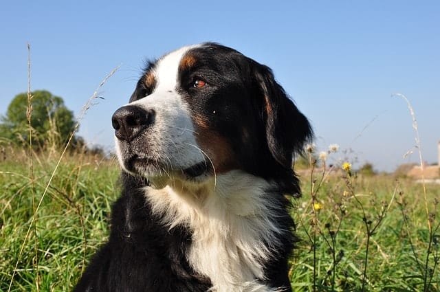Bernese Mountain dogs are smart because they are obedient dogs, quick learners and have high adaptive intelligence.
