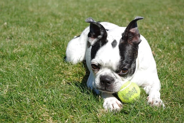 Because of high adaptive intelligence, we believe that Boston Terriers are much smarter than everyone thinks. 