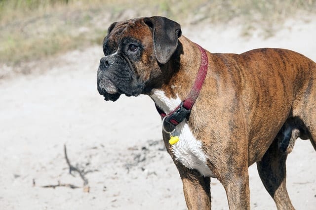 Boxers are considered smart because they have high adaptive and instinctive intelligence.