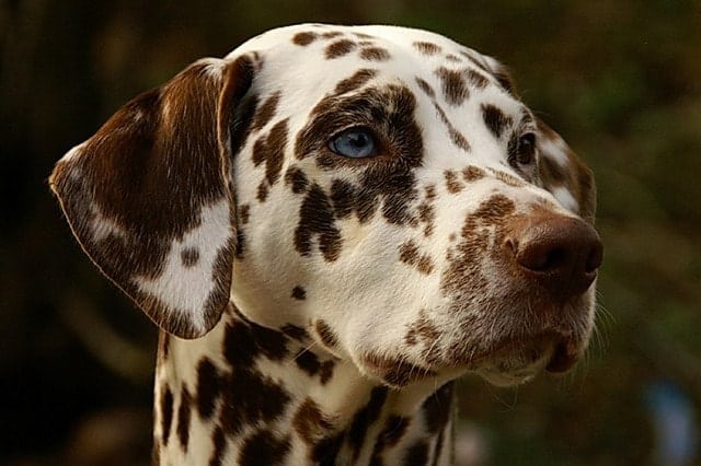 Here's why Dalmatians are smarter dogs than people give them credit for.