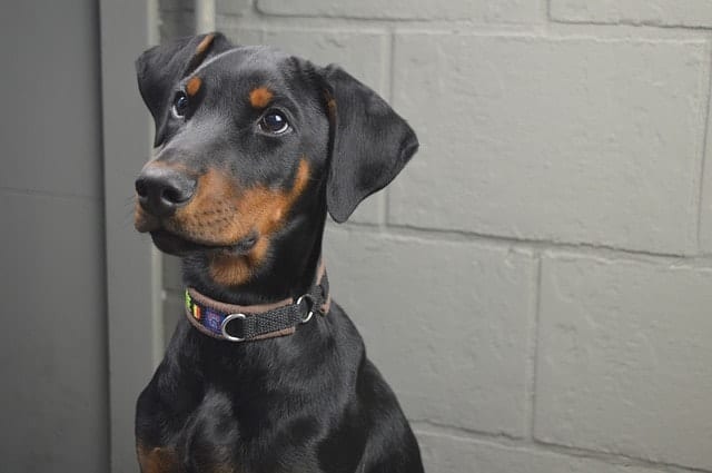 The reasons why Dobermans are even smarter than you think.