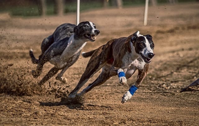 Greyhounds ranked low for canine intelligence because they're stubborn and independent dogs.