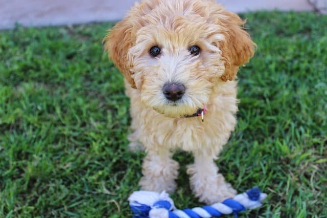 Labradoodles are highly intelligent because they have some of the best adaptive intelligence in the world.