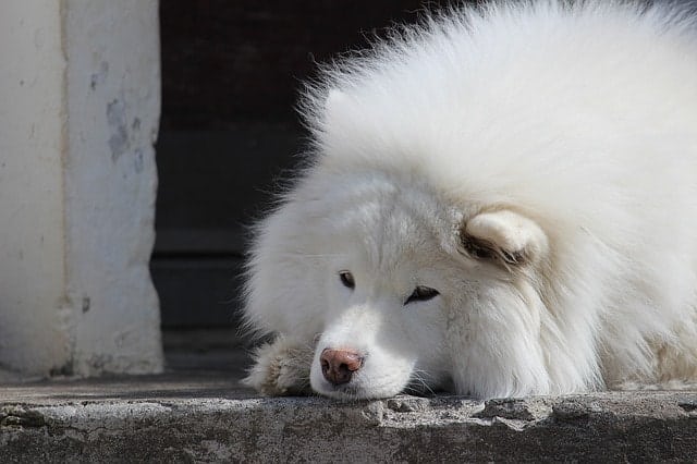 Aside from obedience and working, Samoyeds excel in other dimensions of canine intelligence.