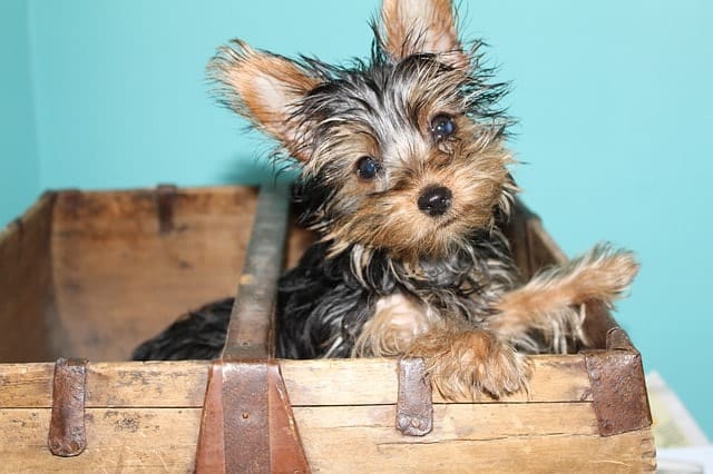 Yorkies are more intelligent that you think because they have high adaptive and instinctive intelligence.