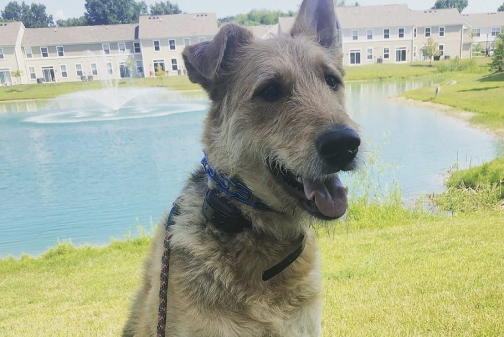 The Airedale Terrier and German Shepherd hybrid.
