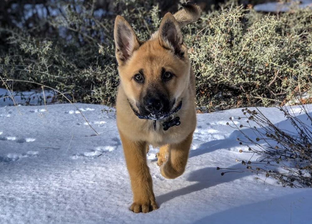The Akita Inu German Shepherd mix.