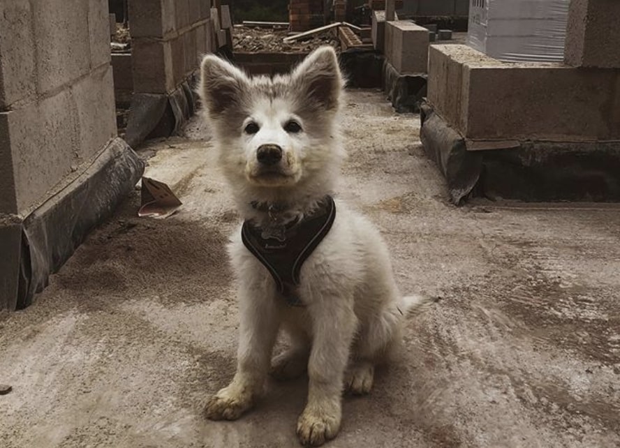 The hybrid of an Alaskan Malamute and German Shepherd.