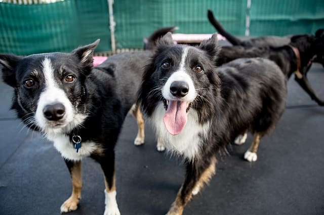 Whether a Border Collie gets along with children depends heavily on the owners.
