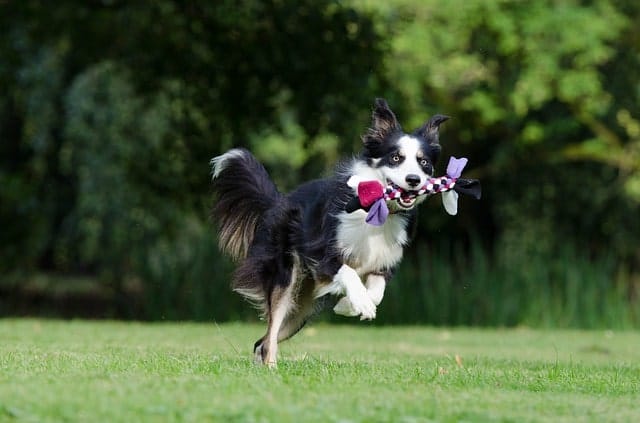 Border Collies are the most intelligent dog breed in the world.