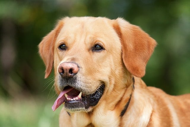 Labrador Retrievers are intelligent because they have high working, obedience, adaptive and instinctive intelligence.