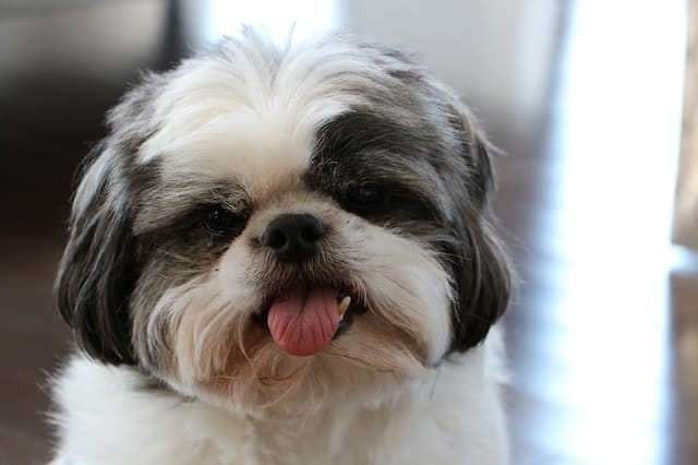 Shih Tzus are not smart when it comes to obedience and working intelligence.