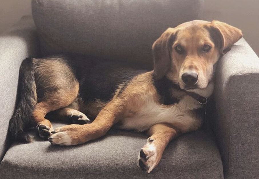 A cross between the German Shepherd and Basset Hound.