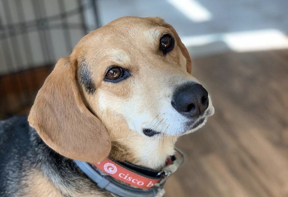 The Beagle and German Shepherd mix.