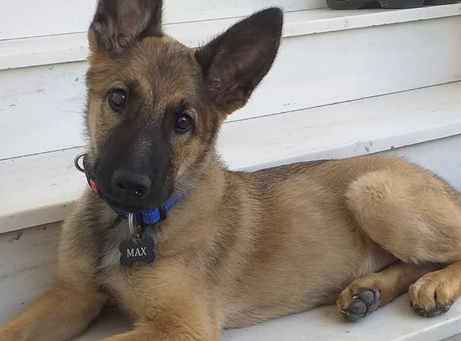 The Belgian Malinois and German Shepherd mix.