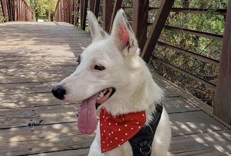 @heidi_theborderheeler