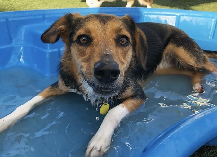 @willow_the_border_beagle