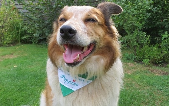 The best and most beautiful Border Collie mixes.