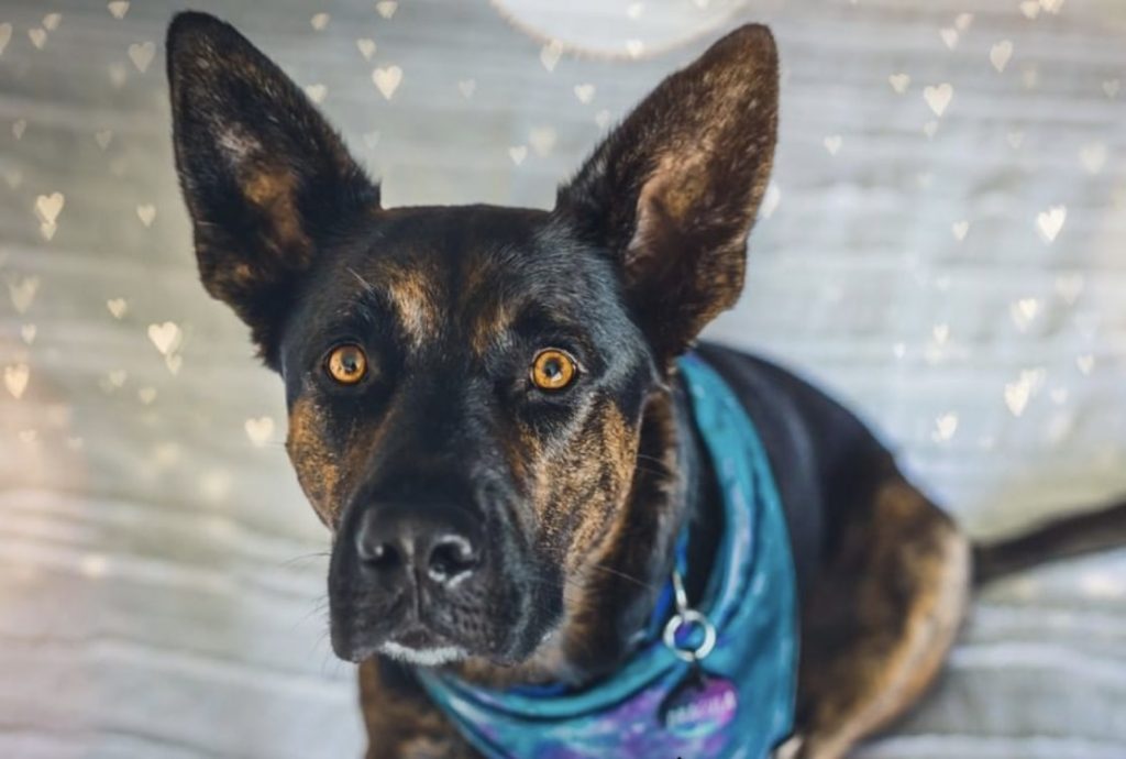 The Boxer and German Shepherd hybrid.