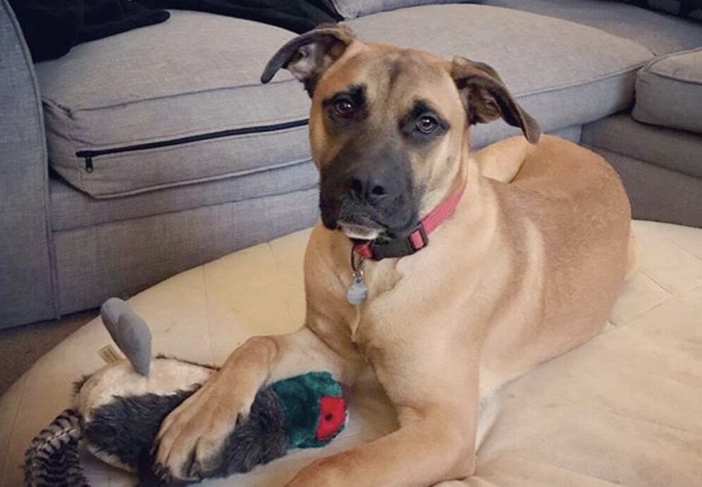 The American Bulldog and German Shepherd cross.