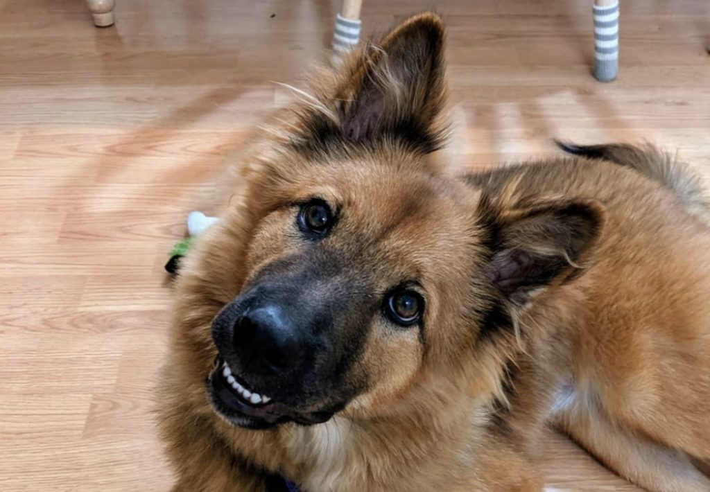 The Chow Chow German Shepherd mix.
