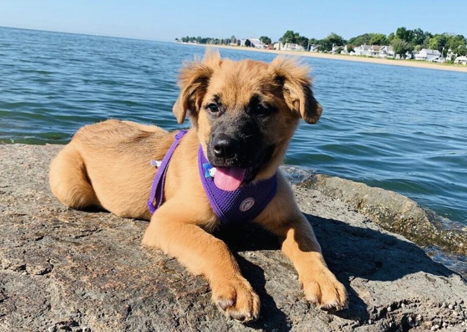 Collie and German Shepherd mixed breed.