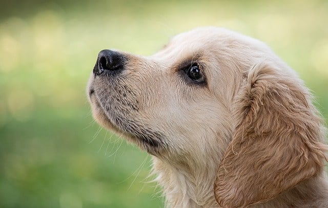 Golden Retrievers will bite, just like almost any other dog, but they are not vicious biters and mishaps are rare.