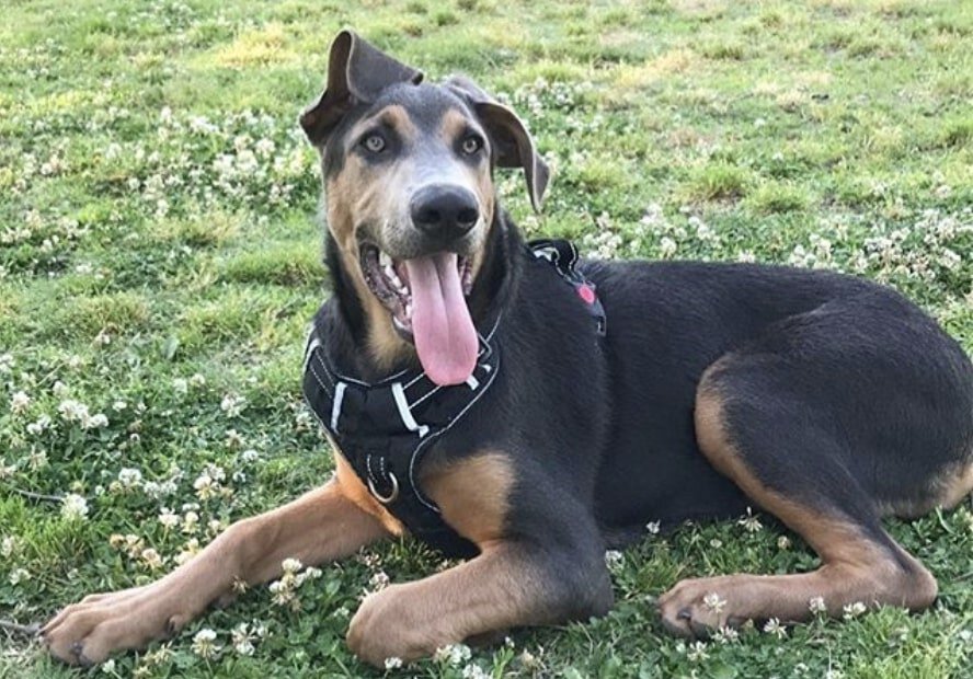 The Doberman Pinscher and German Shepherd mix.