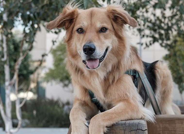 via Instagram: @hawkeye_thedogpatch_dog