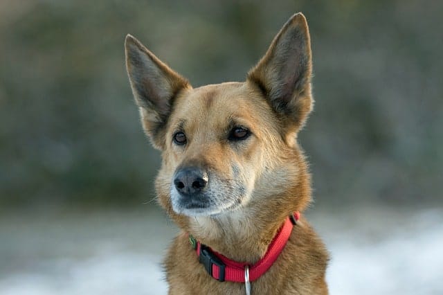 The best and most stunning German Shepherd mixes.
