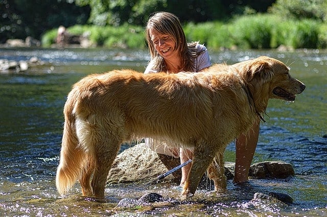 Golden Retrievers are moderate to heavy shedding due to their double coats.