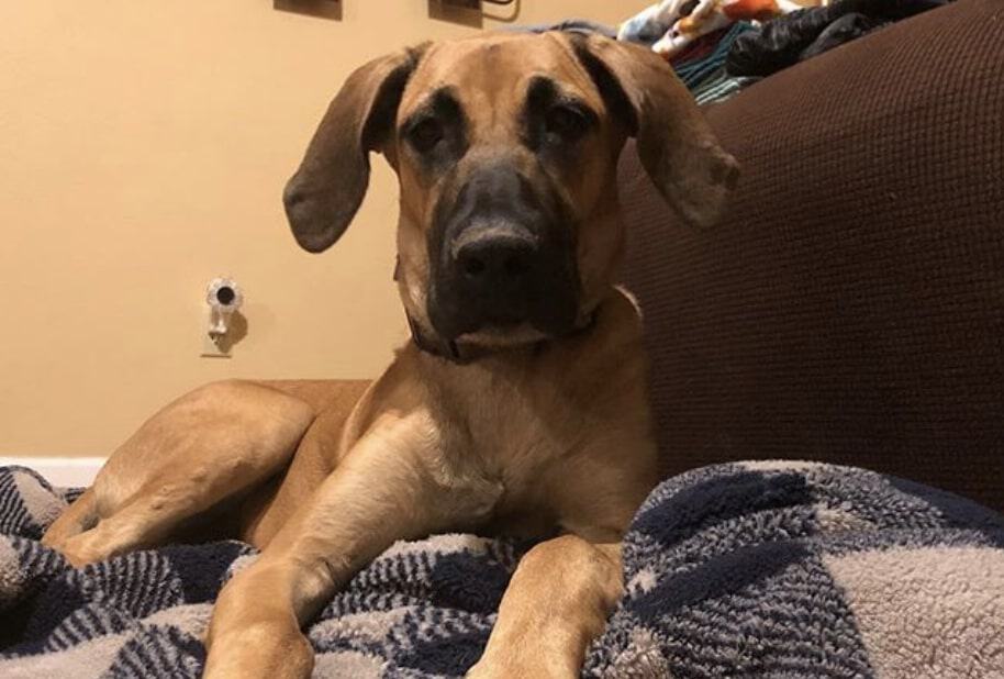 The Great Dane German Shepherd mix.