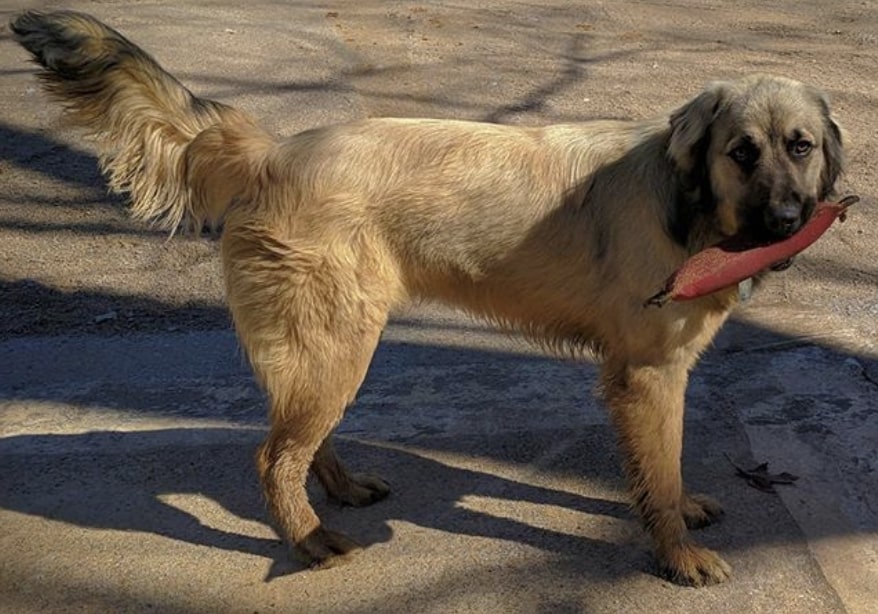 The hybrid of a Great Pyrenees and German Shepherd.