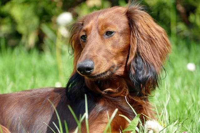 What's the average price of a Dachshund dog?