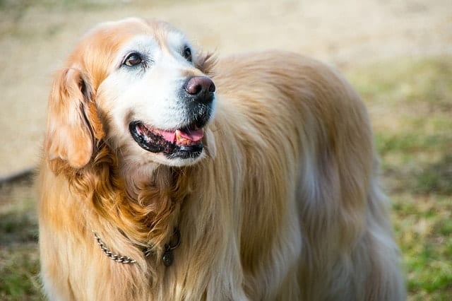Golden Retrievers are one of the top 5 dog breeds that shed the most, according to VetStreet.