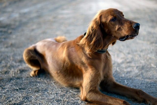 The Irish Setter is one of the finest pointing dog breeds from Europe.