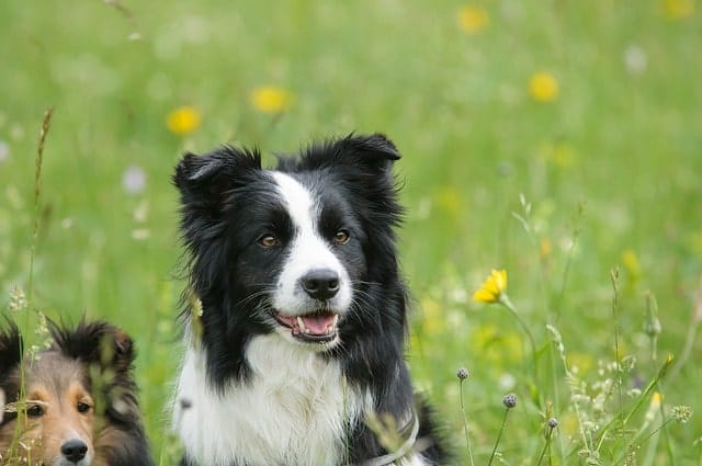 Is you Border Collie smart? How smart are they?
