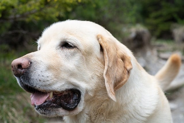 Labrador Retrievers are very smart according to their owners.