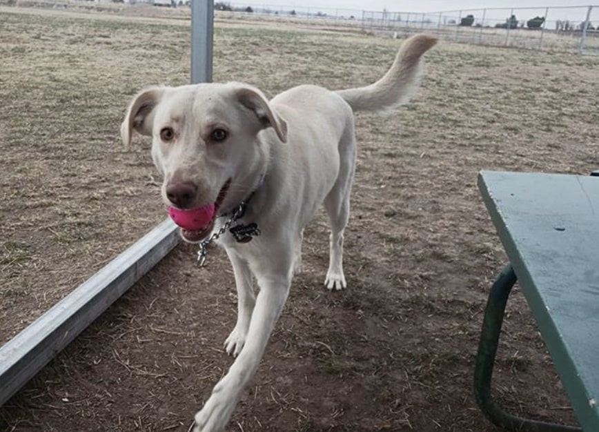 The Labrador and German Shepherd mix.