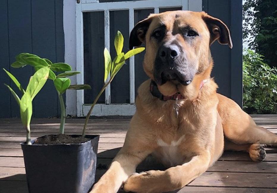 English Mastiff and German Shepherd crossbreed.