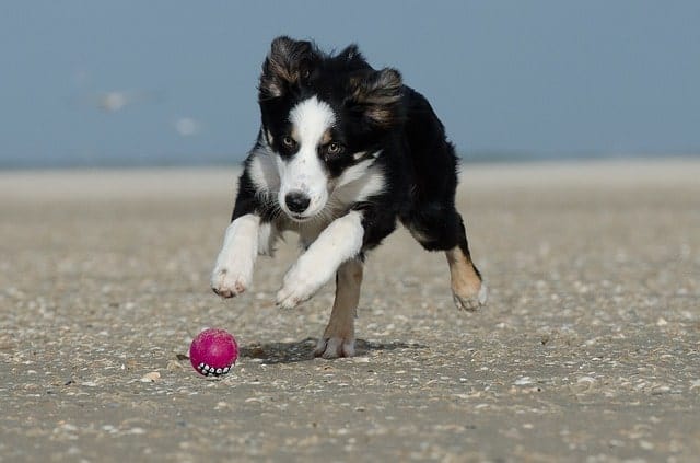 Border Collies ranked first in intelligence for obedience and working intelligence.