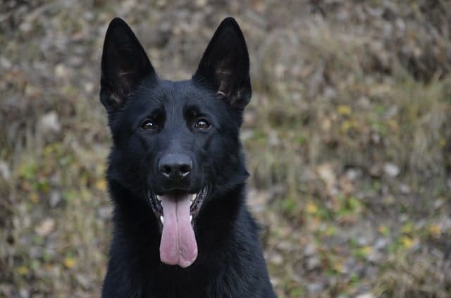 We measure a German Shepherd's intelligence based off obedience and working intelligence.