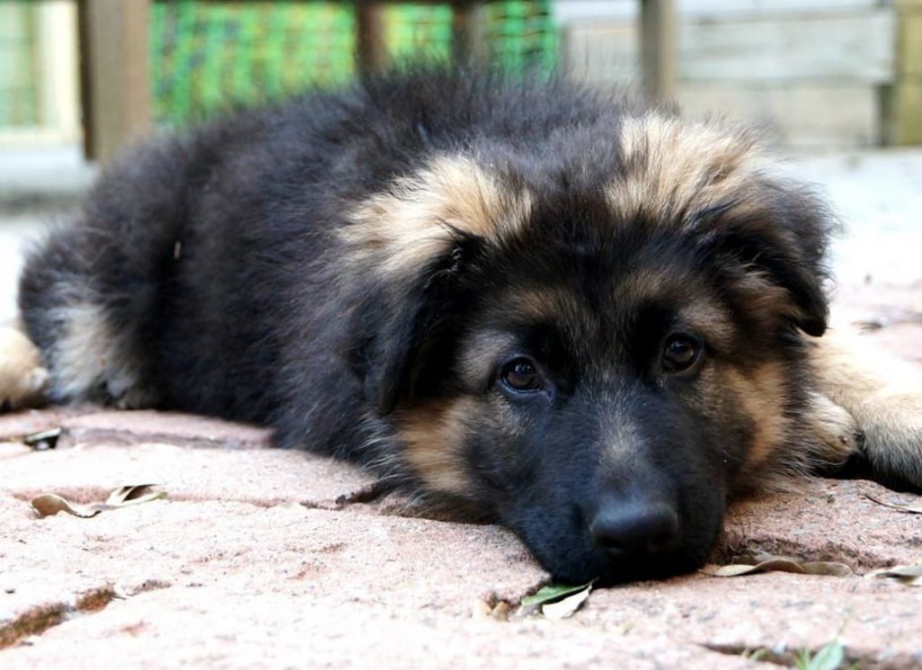 The Newfoundland German Shepherd hybrid.