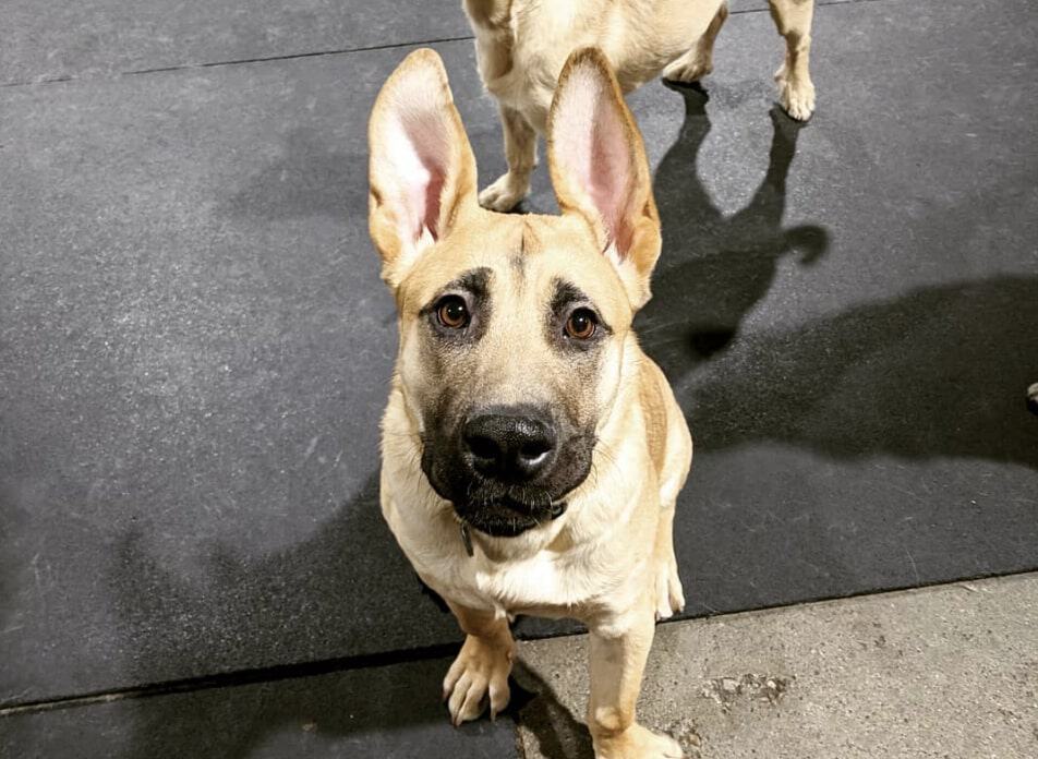 The Pit Bull German Shepherd mix.