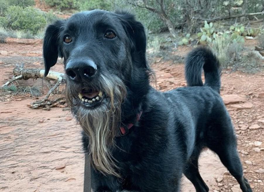 The Poodle German Shepherd mix.