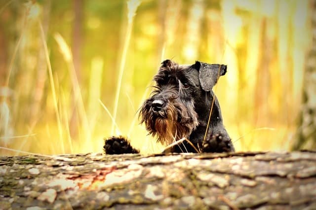 A smart Schnauzer means they need more mental stimulation.