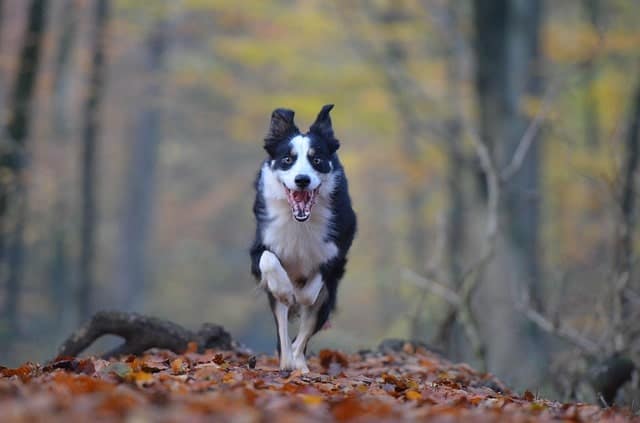 There's more to a Border Collie's intelligence than just obedience.