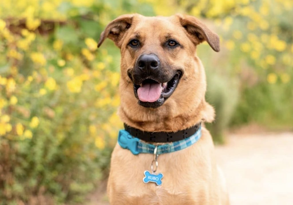 The combination of a Rhodesian Ridgeback and German Shepherd.