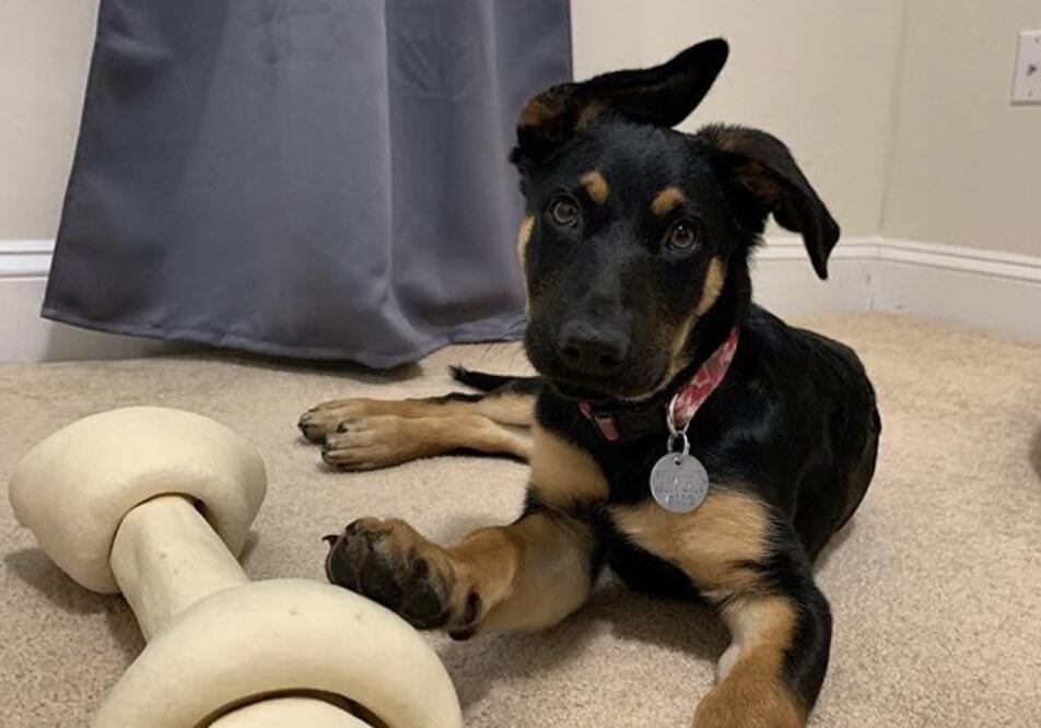 The German Shepherd Rottweiler mix.