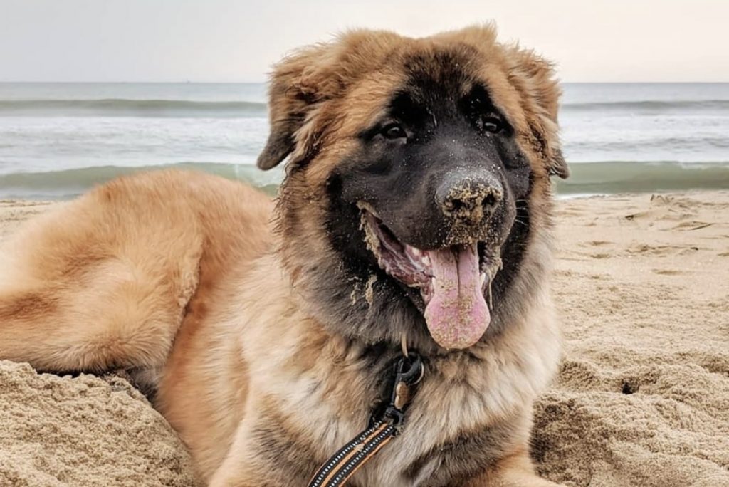 Cross between a Saint Bernard and German Shepherd.